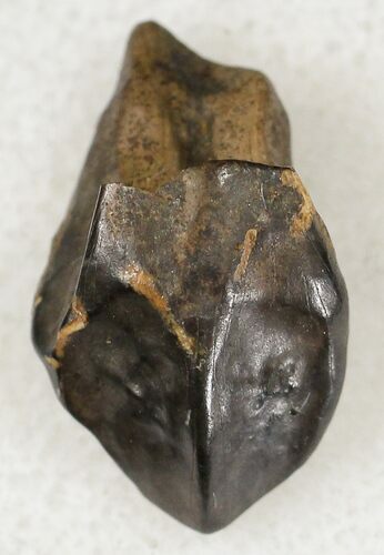 Mildly Worn Triceratops Tooth with Partial Root - Montana #20431
